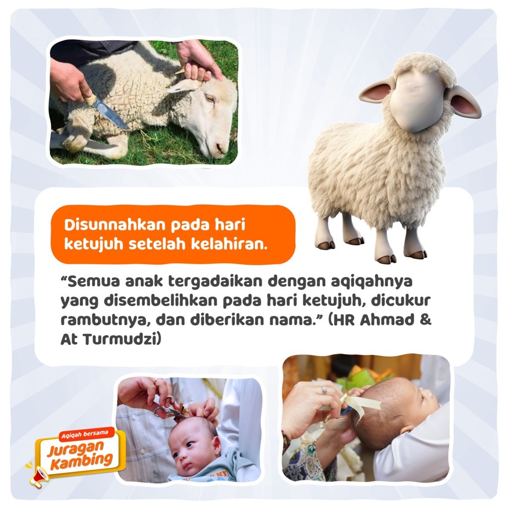 Harga-Aqiqah-8